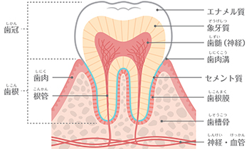 Save the Enamel エナメル質を温存する治療